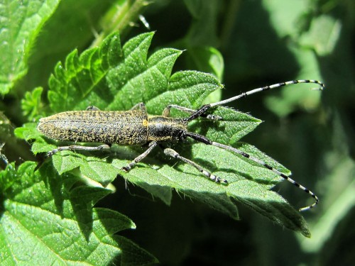 25  24.05.2009 Agapanthia villosoviridescens.JPG