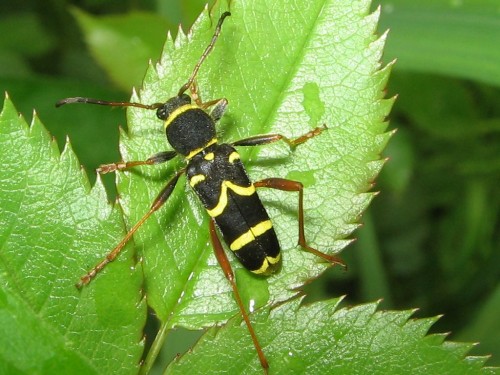 26  24.05 2008  Clytus arietis.jpg