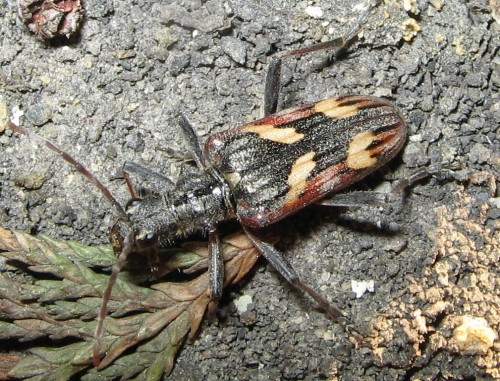 30 20.04 2009  Rhagium bifasciatum.JPG