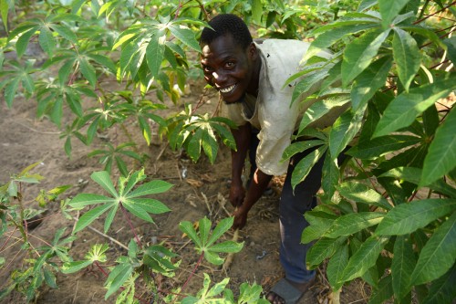 Gospodarz wyrywający bulwy manioku z ziemi.