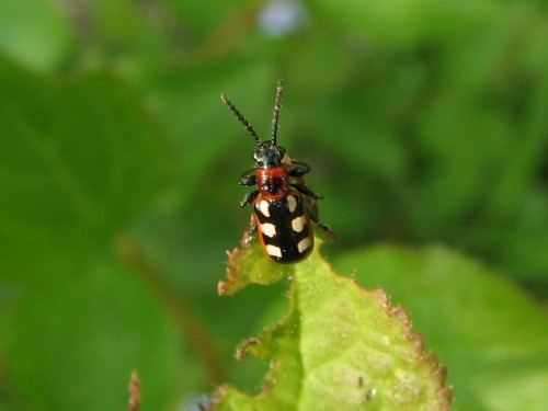 32  16.05 2008 Crioceris asparagi.jpg