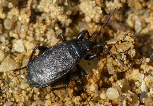 Pyrrhocoris.jpg