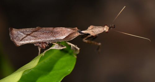 Phyllocrania paradoxa (samiec)