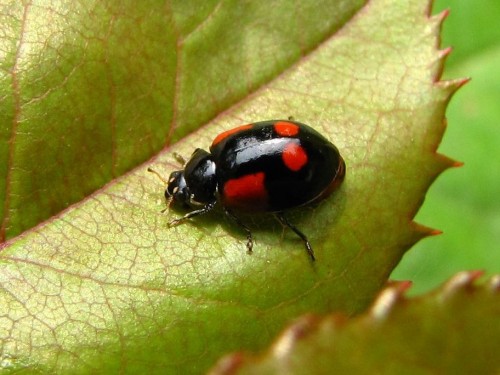 36 23.06.2009 bipunctata.JPG