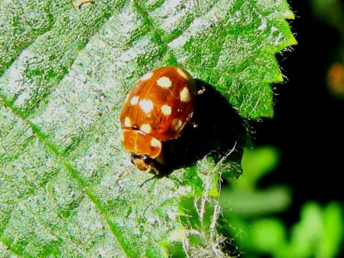 38 14.06.2009  Calvia quatuordecimguttata.JPG