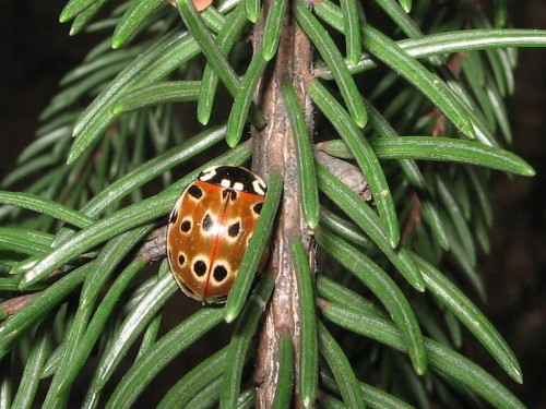 39 30.08.2007    Anatis   ocellata.JPG