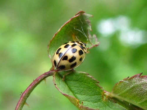 41 29.05. 2010 Tytthaspis sedecimpunctata.JPG