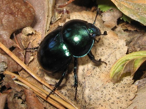 48 16 .09.2009 Geotrupes vernalis.JPG