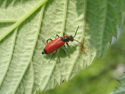 49 15.08.2007 Anthocomus coccineus.JPG