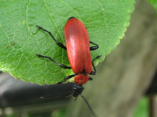 50. 17.05.2008 Pyrochroa coccinea.jpg