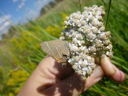 12) Satyrium acaciae 2017.07.04 Kotowice