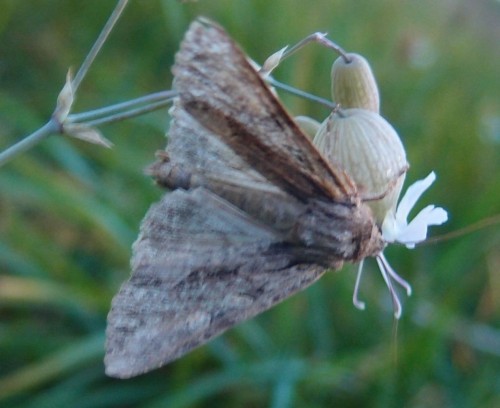 Zainteresowana wyłącznie Silene vulgaris.