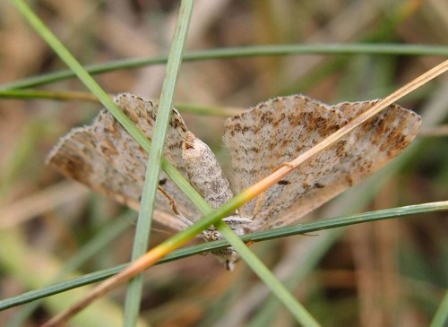 Motyl 234, Gory (Czerwona Gora), 08.17.JPG