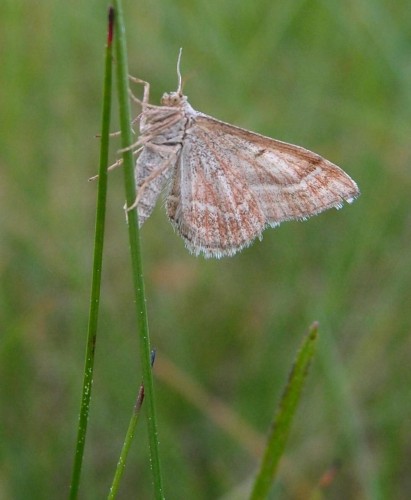 Motyl 235b, Ruska Strona (O. coriophora), 05.17.JPG