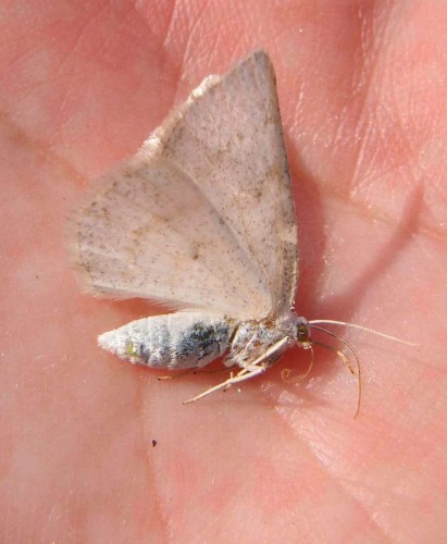 Motyl 237, Ruska Strona (O. coriophora), 05.17.JPG