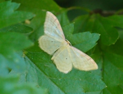 Motyl 254, Mogielnica (Skarpa), 06.17.JPG