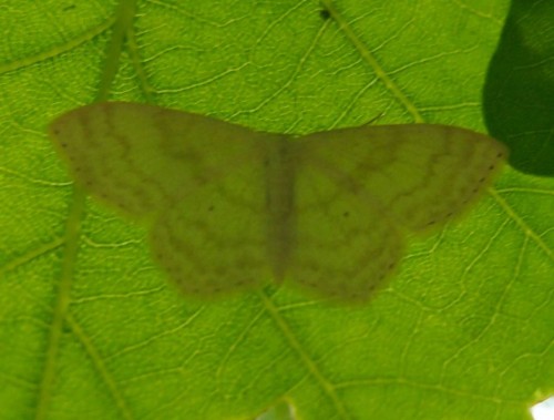 Motyl 263, Las Laskowski, 06.17.JPG