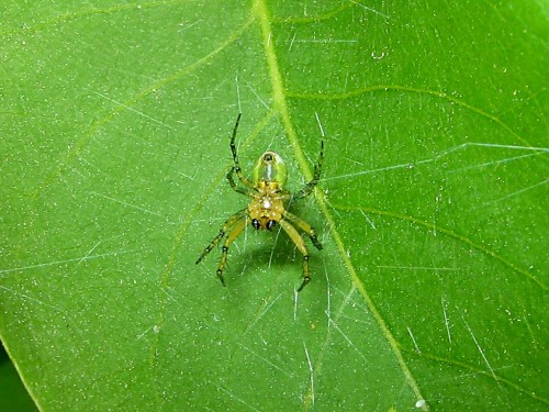 3 Araniella cucurbitina 5 2008.jpg