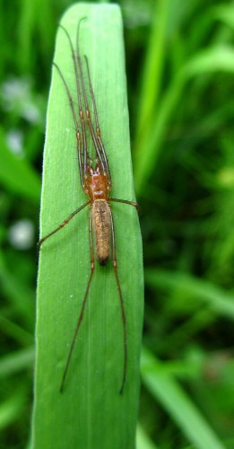 8 Tetragnathidae sp.  5.2010.JPG