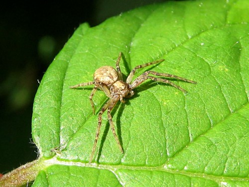 9 Philodromus sp 09.2007.JPG