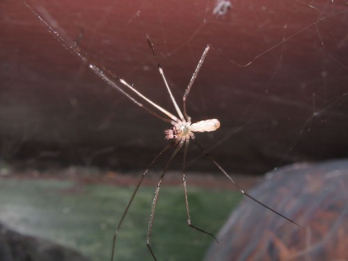 11 Pholcus phalangioides – 02.2008.jpg