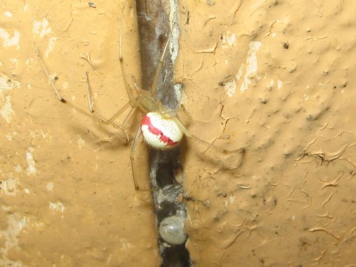 14 Enoplognatha ovata 8.2008.jpg