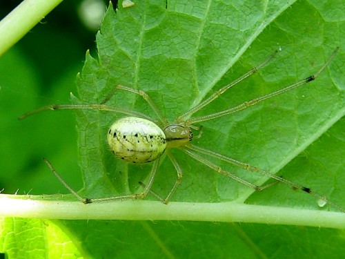 15 Enoplognatha ovata  06. 2007.JPG