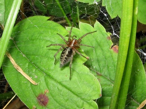 17 Agelena labyrinthica 6.2008.jpg