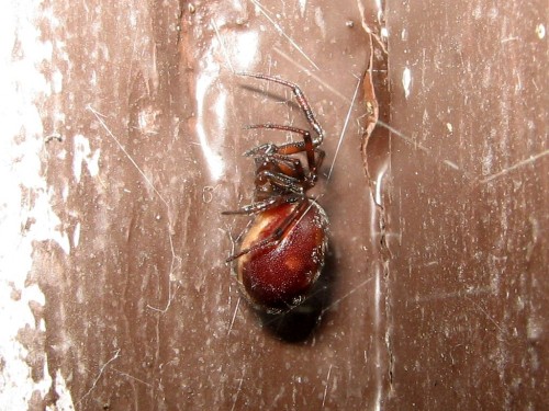 29 Steatoda bipunctata  05 2009.JPG