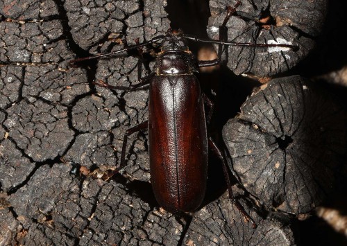 Macrotoma palmata ?