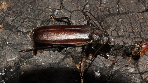 Macrotoma palmata ?