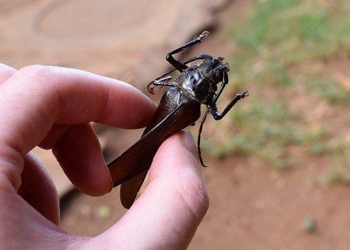 Macrotoma palmata ? <br />(Trupek znaleziony w dzień koło hotelu)