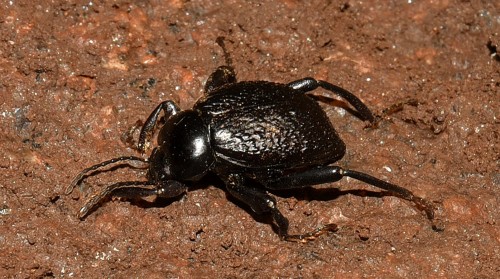 Tenebrionidae