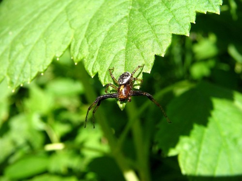 37  6.2008  Xysticus lanio.jpg