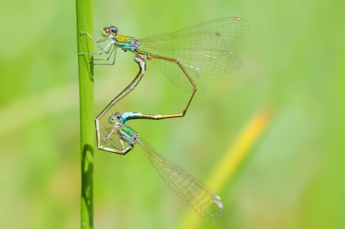 Fot. 1  Iglica mała (Nehalennia speciosa) - tandem.