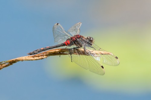 Fot. 1 Zalotka torfowcowa (Leucorrhinia dubia) - samiec.