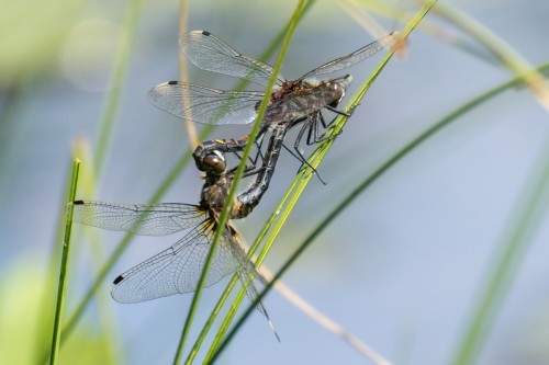 Fot. 3 Zalotka większa (Leucorrhinia pectoralis) - tandem.