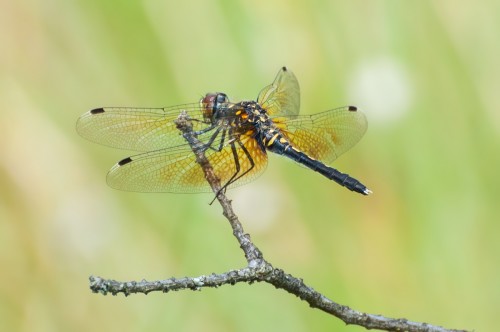 Fot. 4 Zalotka białoczelna (Leucorrhinia albifrons) - samica