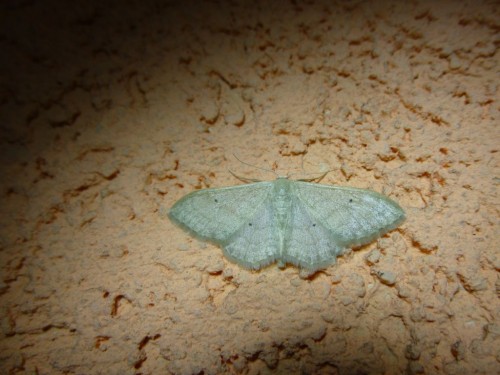 3) Idaea aversata 06.04.2017 Wojszyn