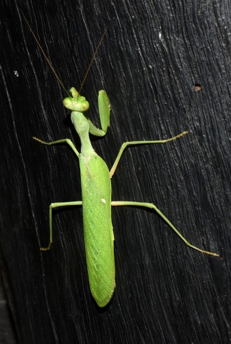 Sphodromantis sp. (samiec)