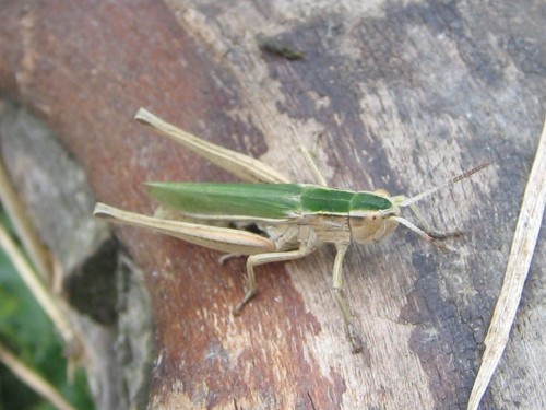 6 08.2007 Chorthippus albomarginatus.JPG