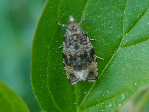 Celypha sp., Mogielnica-Skarpa, 05.17b.jpg