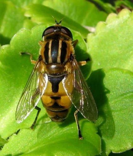 8  Helophilus hybridus.jpg