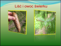 owoc.png