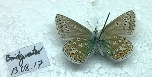 icarus? bellargus?