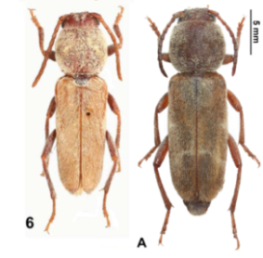 X. katerinae/X. alakolensis males