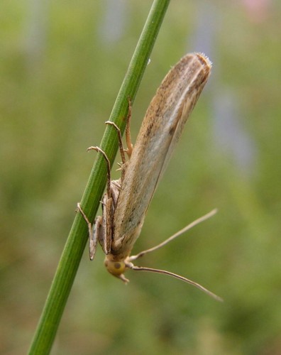 Motyl 140, Gory (Czerwona Gora), 08.17.JPG