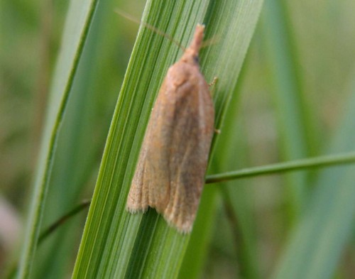 Chilo phragmitella (Wachlarzyk trzciniaczek), Ruska Strona E, 07.17.JPG