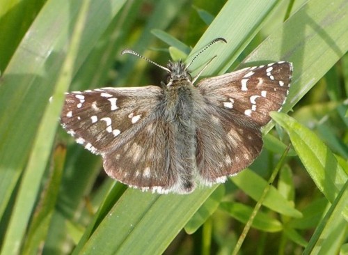 Pyrgus sp. 1, Kepa Zajecznikowska, 07.08.17.JPG