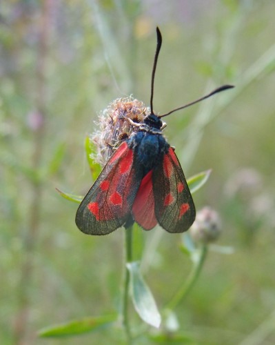 Zygaena sp. 1, Mogielnica S, 07.17.JPG